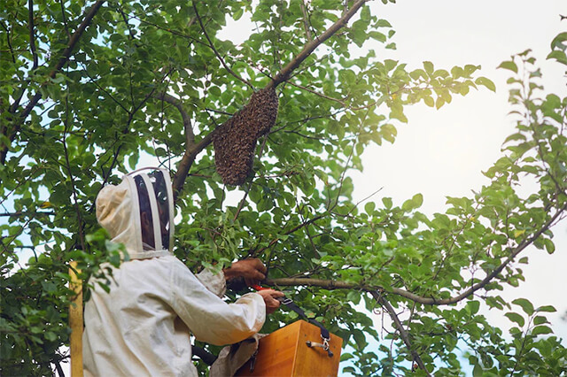 control de panales de abejas y avispas