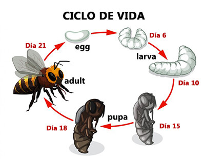 ciclo de vida de las abejas y avispas