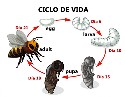 ciclo de vida de avispas