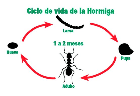 ciclo de vida de la hormiga