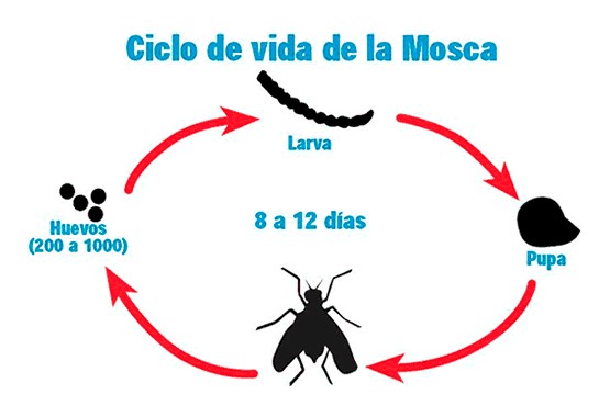 ciclo de vida de la mosca