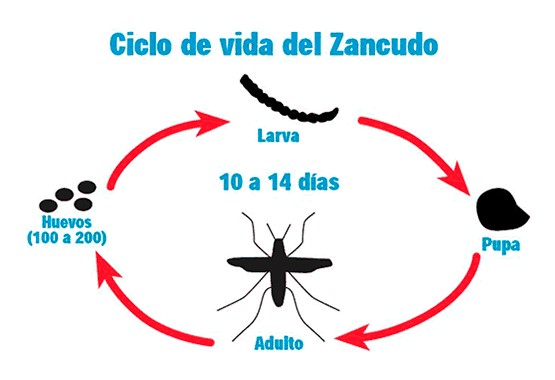 ciclo de vida de los mosquitos