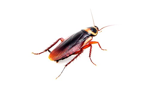 cucaracha america