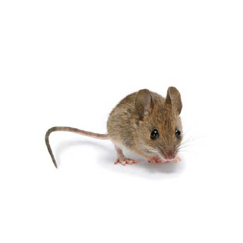 raton domenticos